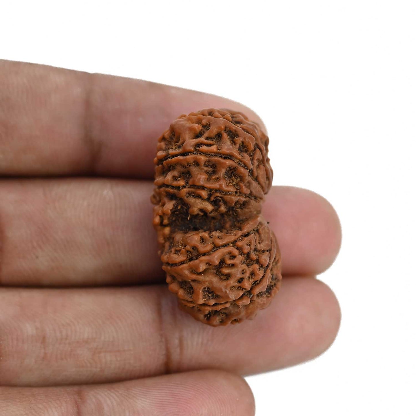 Natural 10 Mukhi (Ten Mukhi) Gauri Shankar Rudraksha (Nepal) GJSPC Certified 31.85 M.M.