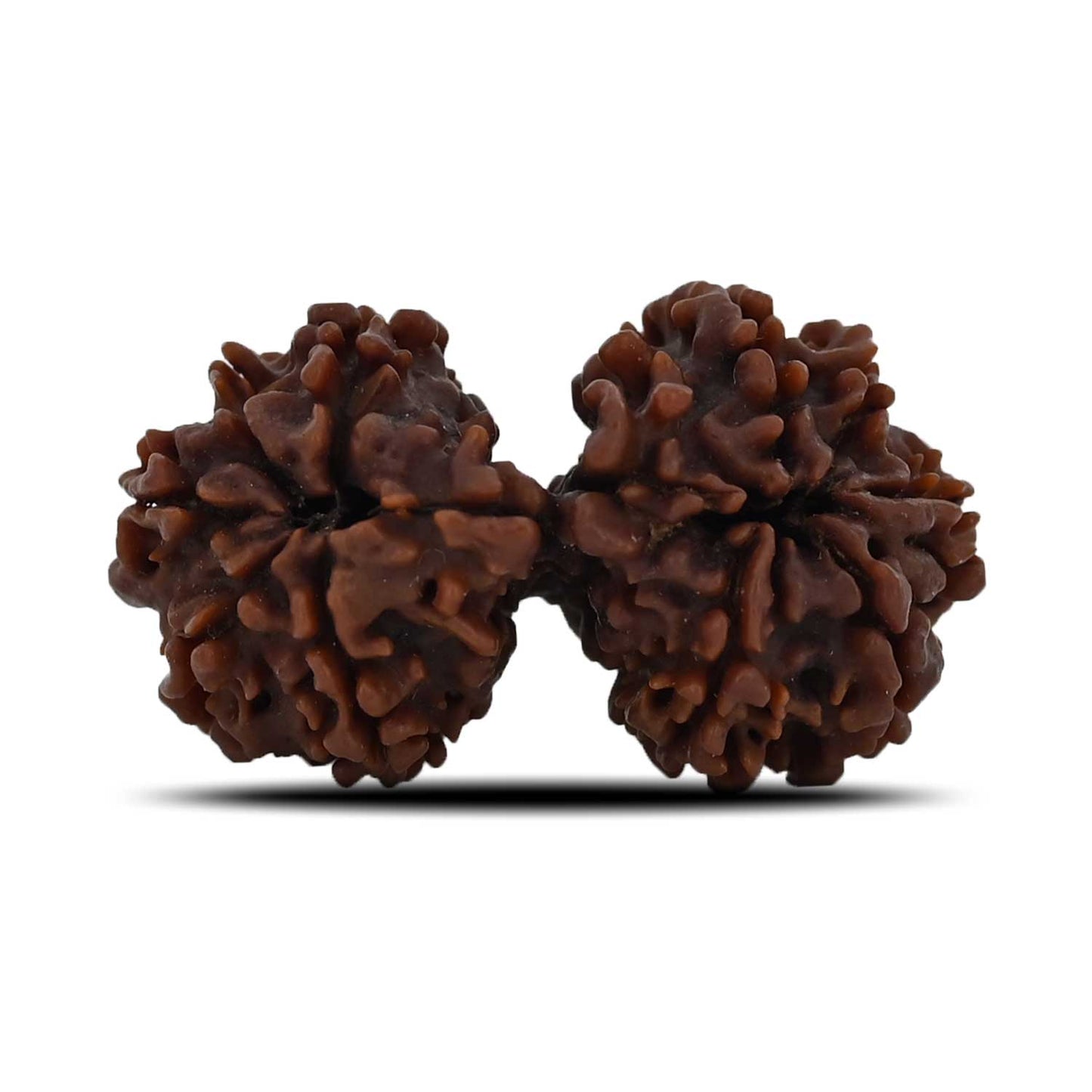 Natural 10 Mukhi (Ten Mukhi) Gauri Shankar Rudraksha (Nepal) GJSPC Certified 32.92 M.M.