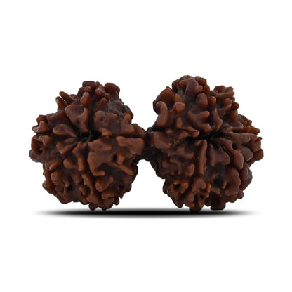 Natural 10 Mukhi (Ten Mukhi) Gauri Shankar Rudraksha (Nepal) GJSPC Certified 32.92 M.M.
