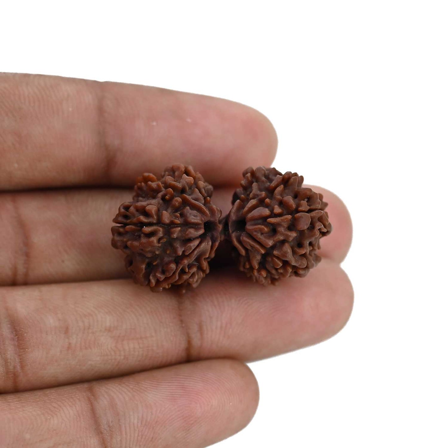 Natural 10 Mukhi (Ten Mukhi) Gauri Shankar Rudraksha (Nepal) GJSPC Certified 32.92 M.M.