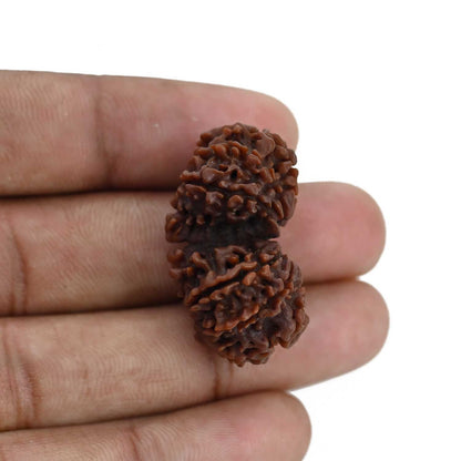 Natural 10 Mukhi (Ten Mukhi) Gauri Shankar Rudraksha (Nepal) GJSPC Certified 32.92 M.M.