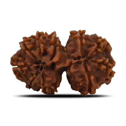 Natural 11 Mukhi (Elevan Mukhi) Gauri Shankar Rudraksha (Nepal) GJSPC Certified 28.41 M.M.