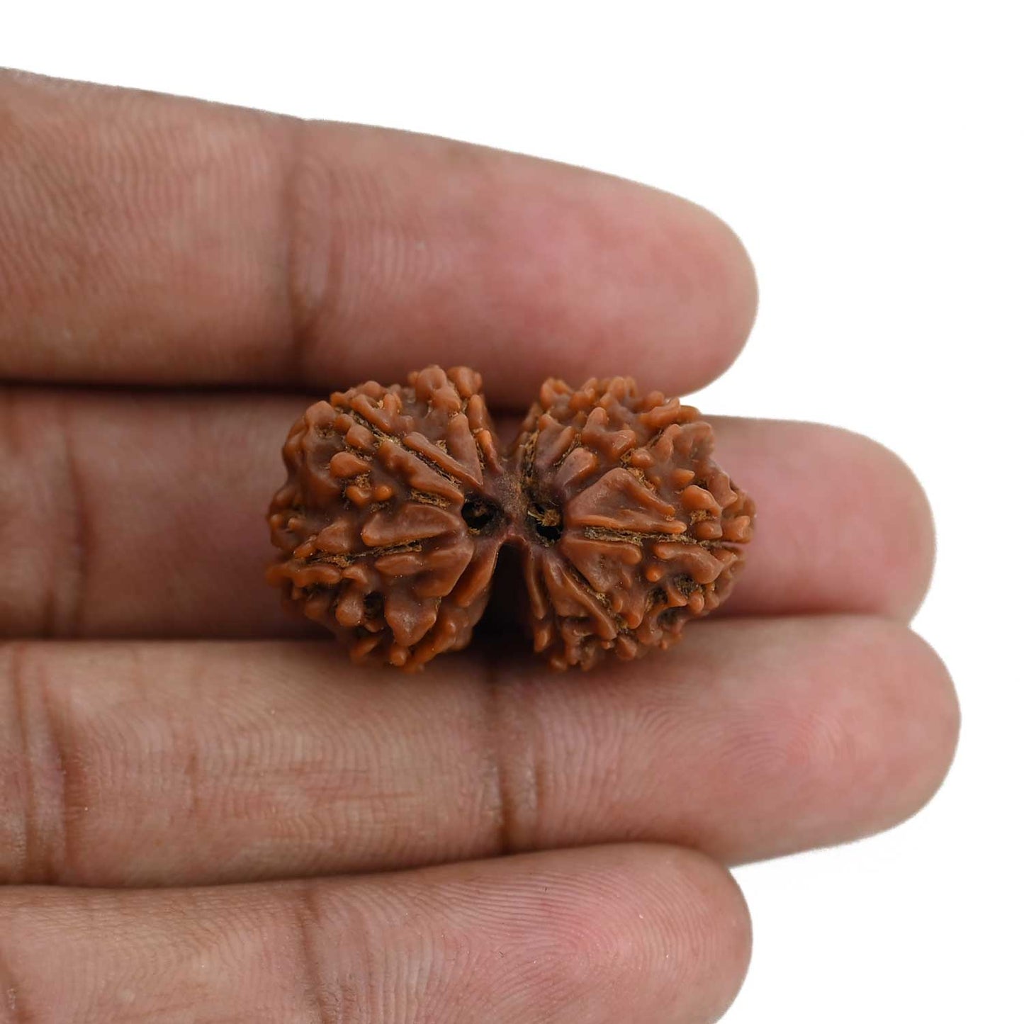 Natural 11 Mukhi (Elevan Mukhi) Gauri Shankar Rudraksha (Nepal) GJSPC Certified 28.41 M.M.