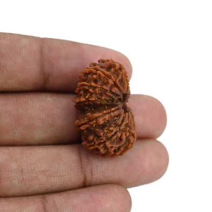 Natural 11 Mukhi (Elevan Mukhi) Gauri Shankar Rudraksha (Nepal) GJSPC Certified 28.41 M.M.