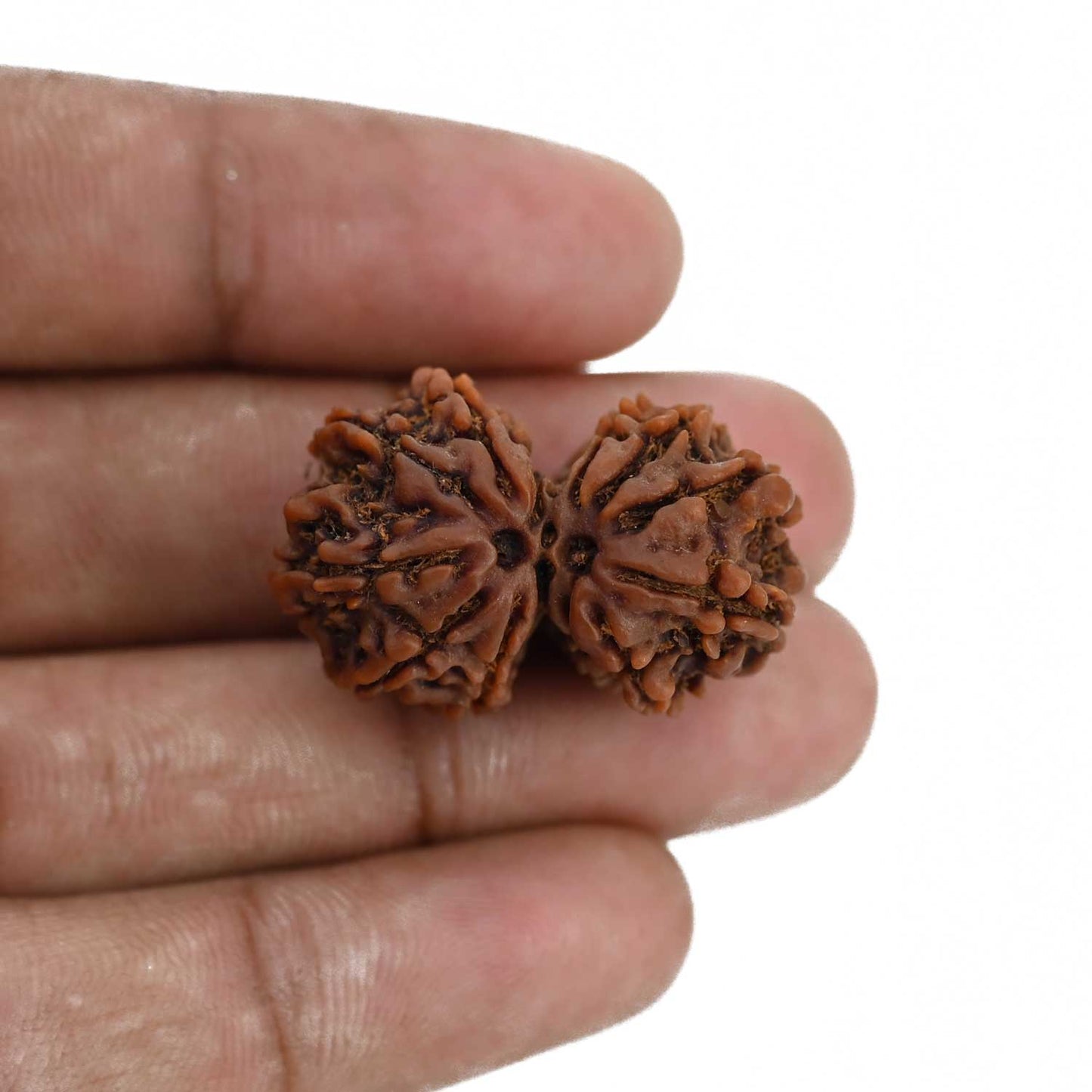 Natural 12 Mukhi (Twelve Mukhi) Gauri Shankar Rudraksha (Nepal) GJSPC Certified 29.92 M.M.