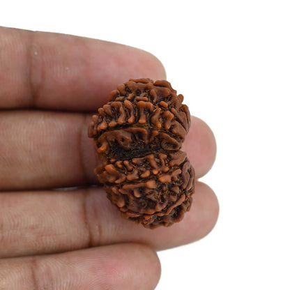 Natural 12 Mukhi (Twelve Mukhi) Gauri Shankar Rudraksha (Nepal) GJSPC Certified 29.92 M.M.