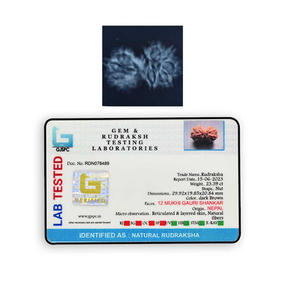 Natural 12 Mukhi (Twelve Mukhi) Gauri Shankar Rudraksha (Nepal) GJSPC Certified 29.92 M.M.