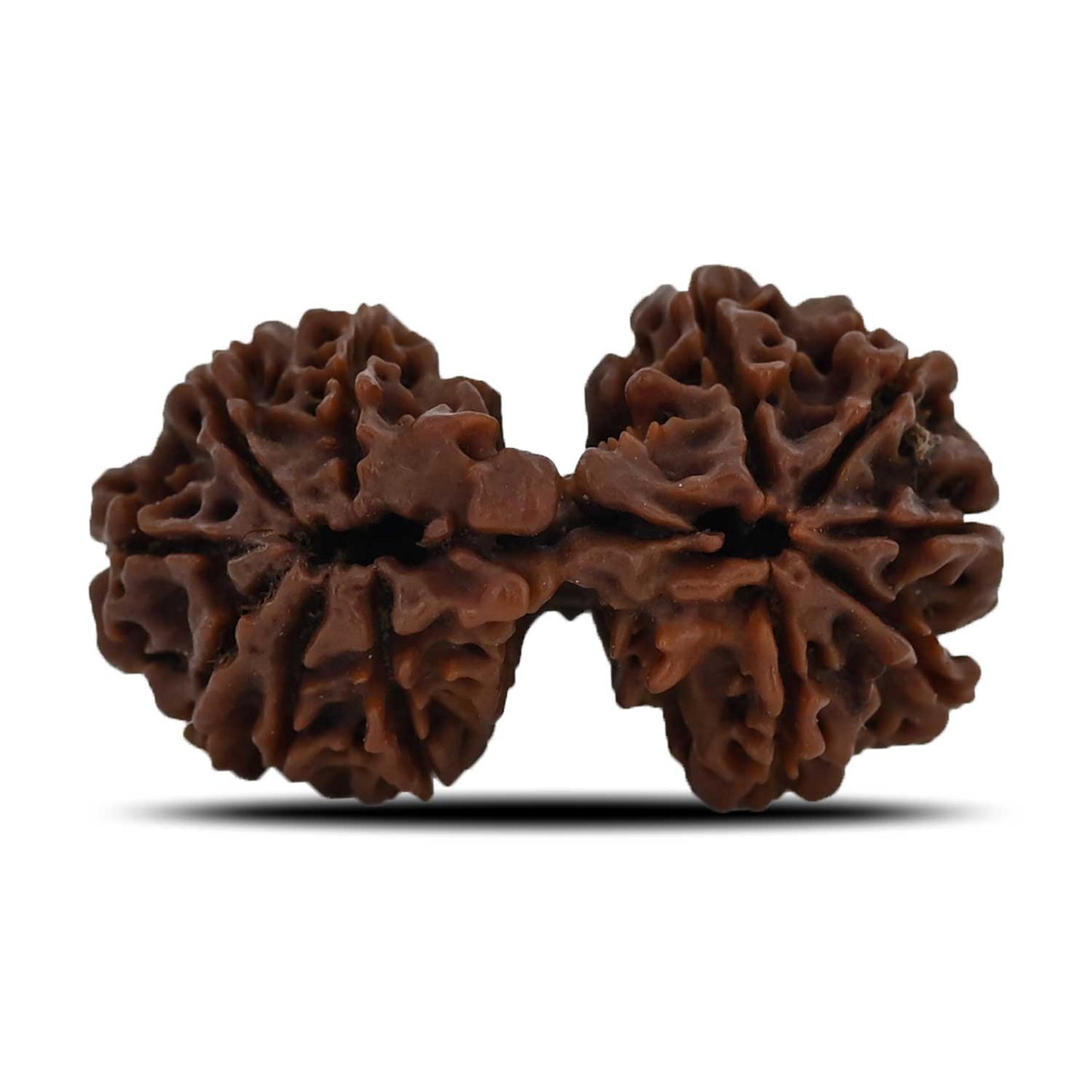 Natural 11 Mukhi (Elevan Mukhi) Gauri Shankar Rudraksha (Nepal) GJSPC Certified 35.02 M.M.