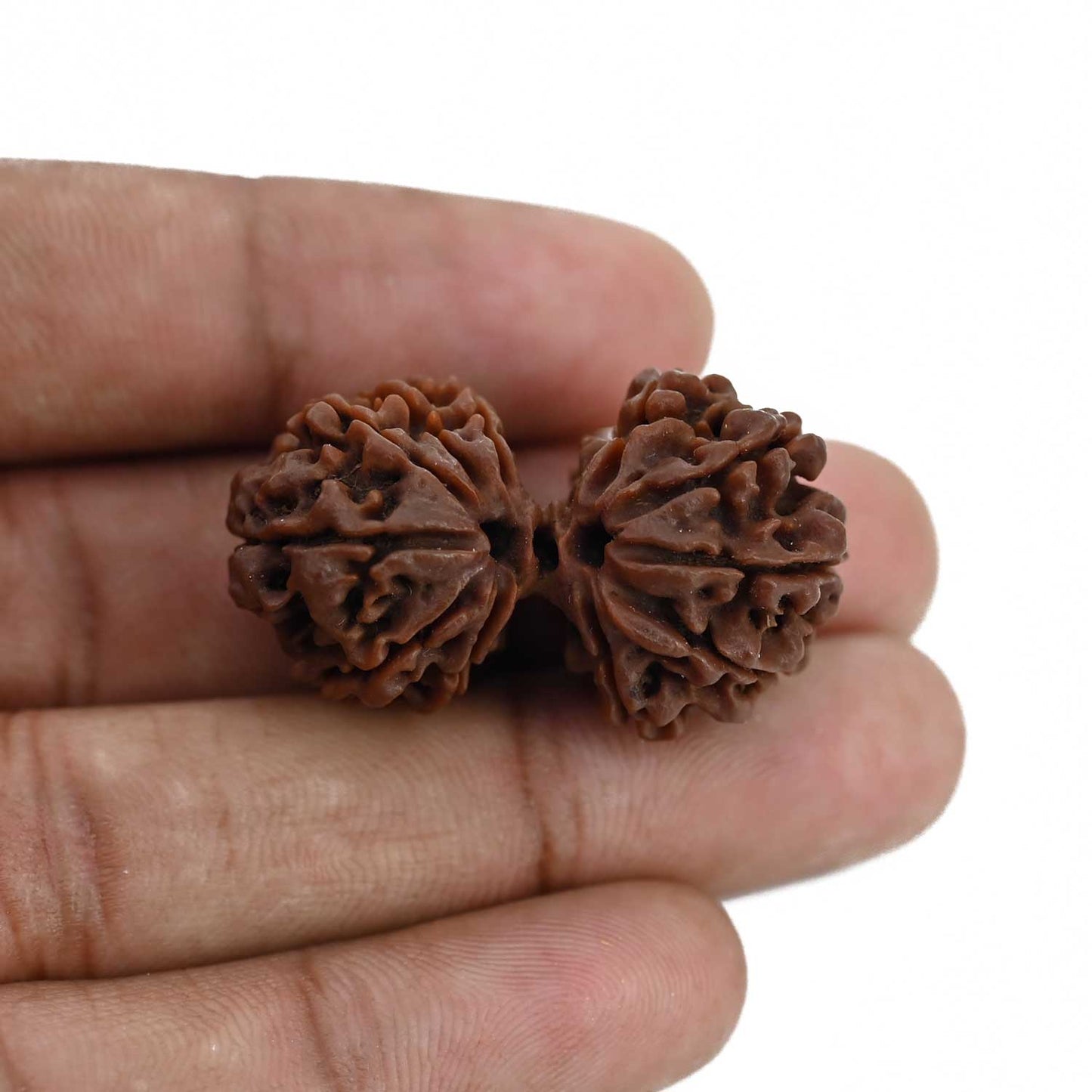 Natural 11 Mukhi (Elevan Mukhi) Gauri Shankar Rudraksha (Nepal) GJSPC Certified 35.02 M.M.