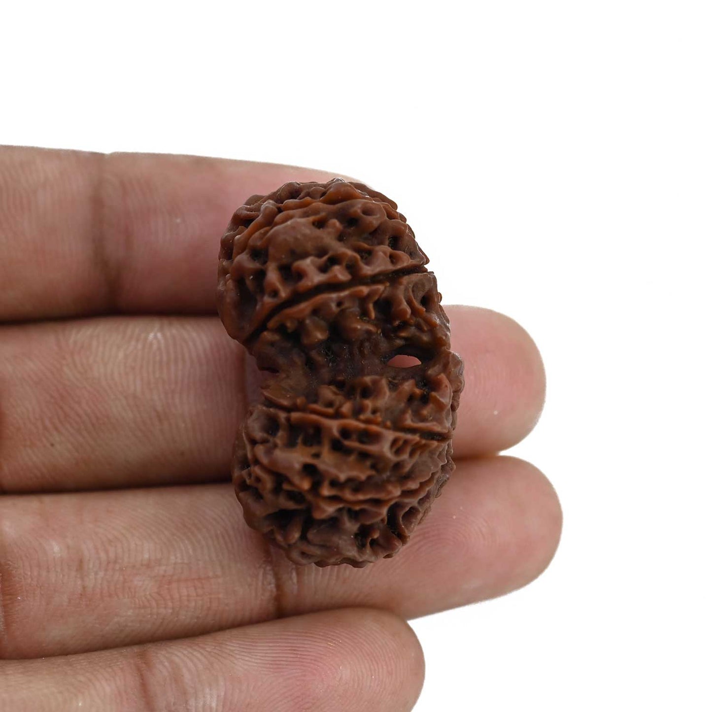 Natural 11 Mukhi (Elevan Mukhi) Gauri Shankar Rudraksha (Nepal) GJSPC Certified 35.02 M.M.