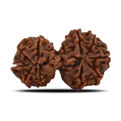 Natural 10 Mukhi (Ten Mukhi) Gauri Shankar Rudraksha (Nepal) GJSPC Certified 34.13 M.M.