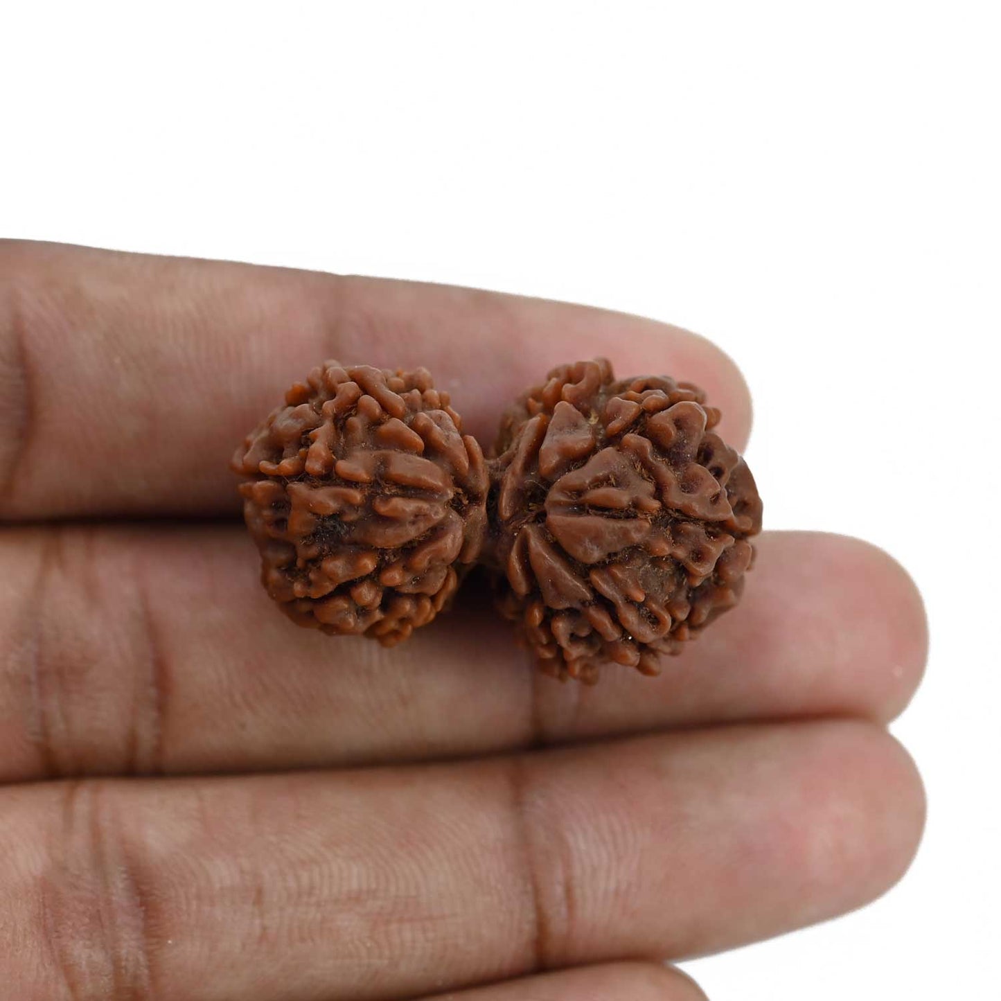 Natural 10 Mukhi (Ten Mukhi) Gauri Shankar Rudraksha (Nepal) GJSPC Certified 34.13 M.M.