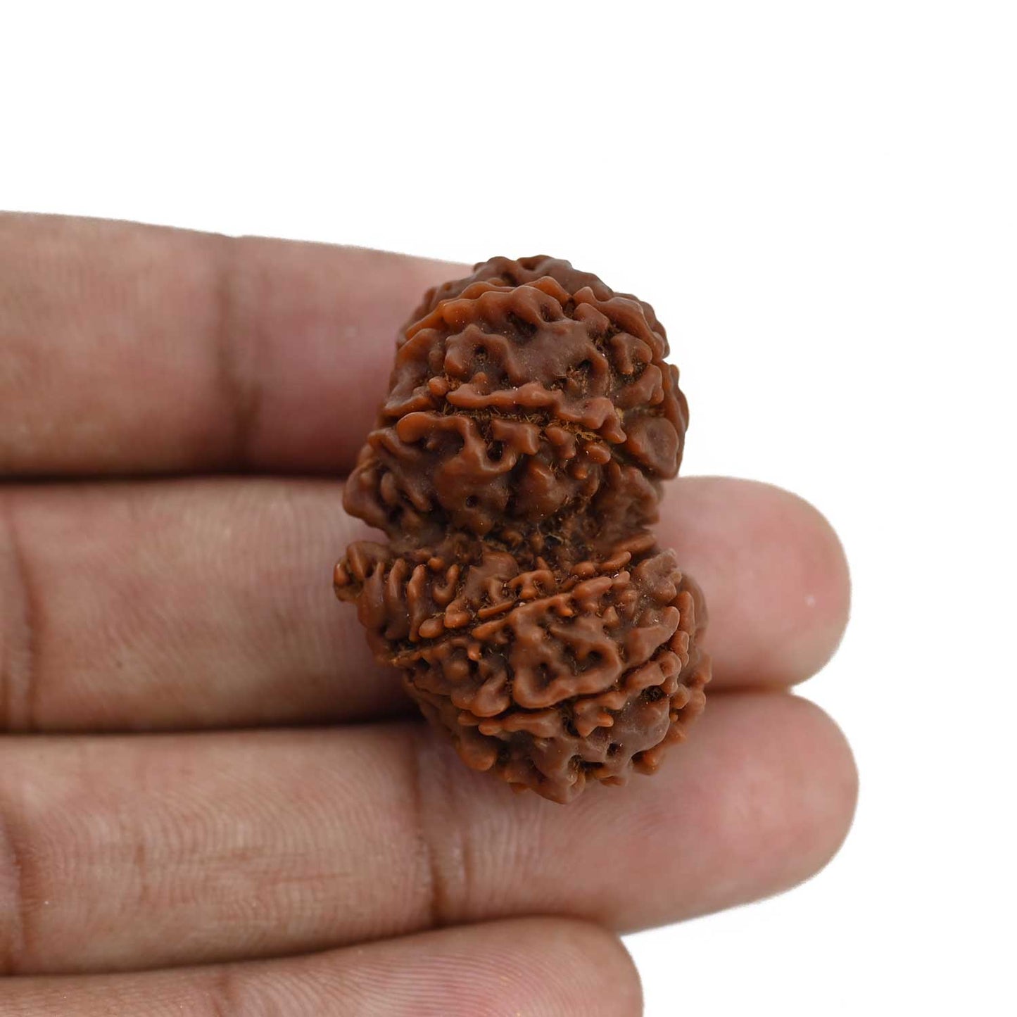 Natural 10 Mukhi (Ten Mukhi) Gauri Shankar Rudraksha (Nepal) GJSPC Certified 34.13 M.M.