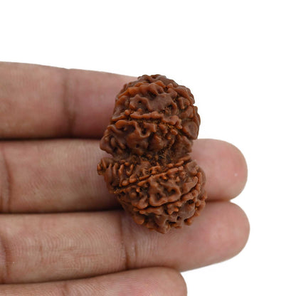 Natural 10 Mukhi (Ten Mukhi) Gauri Shankar Rudraksha (Nepal) GJSPC Certified 34.13 M.M.
