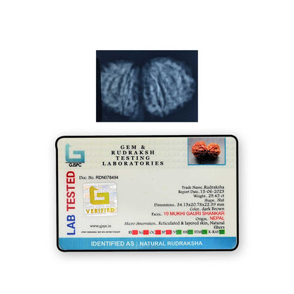 Natural 10 Mukhi (Ten Mukhi) Gauri Shankar Rudraksha (Nepal) GJSPC Certified 34.13 M.M.