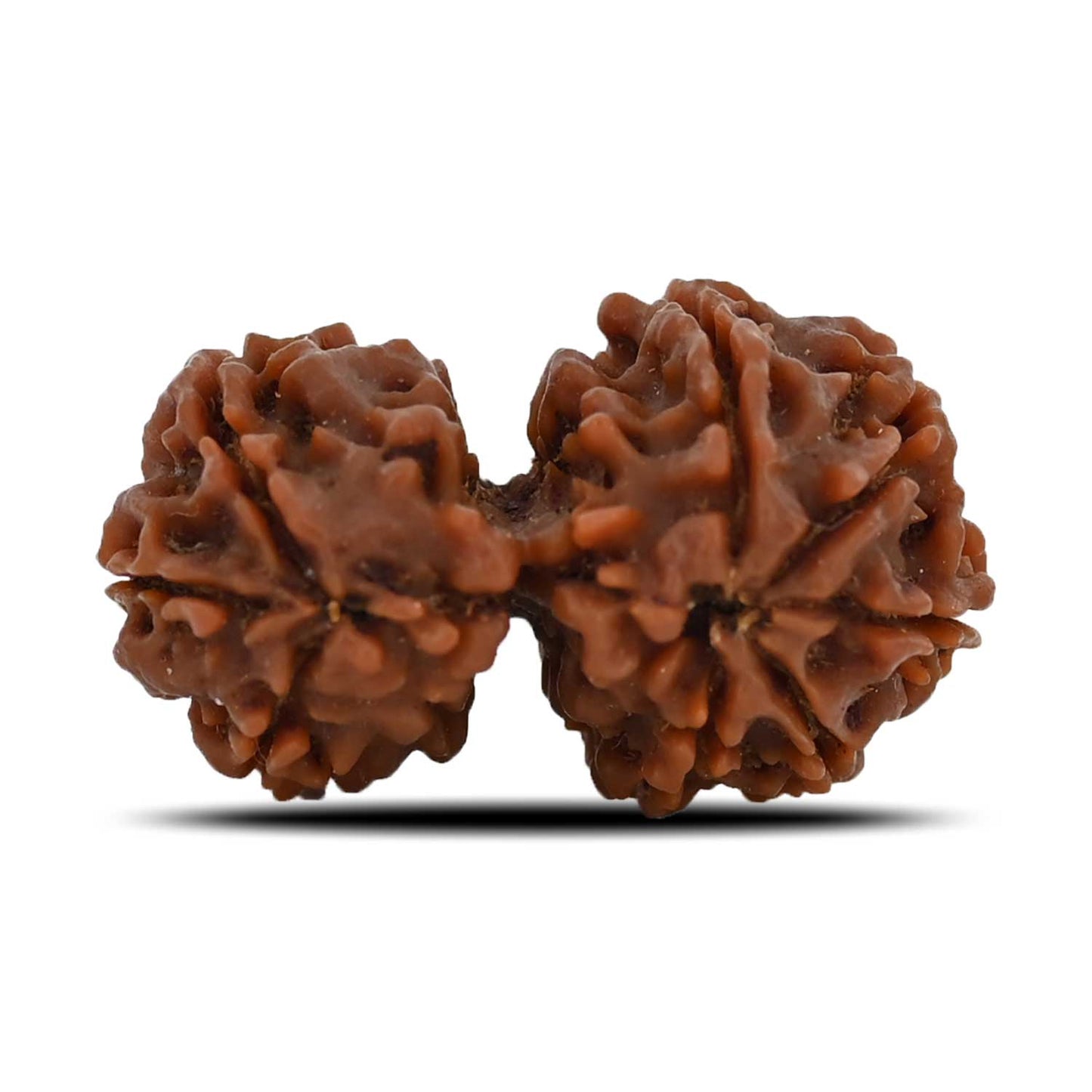 Natural 8 Mukhi (Eight Mukhi) Gauri Shankar Rudraksha (Nepal) GJSPC Certified 32.16 M.M.