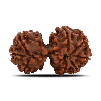 Natural 8 Mukhi (Eight Mukhi) Gauri Shankar Rudraksha (Nepal) GJSPC Certified 32.16 M.M.