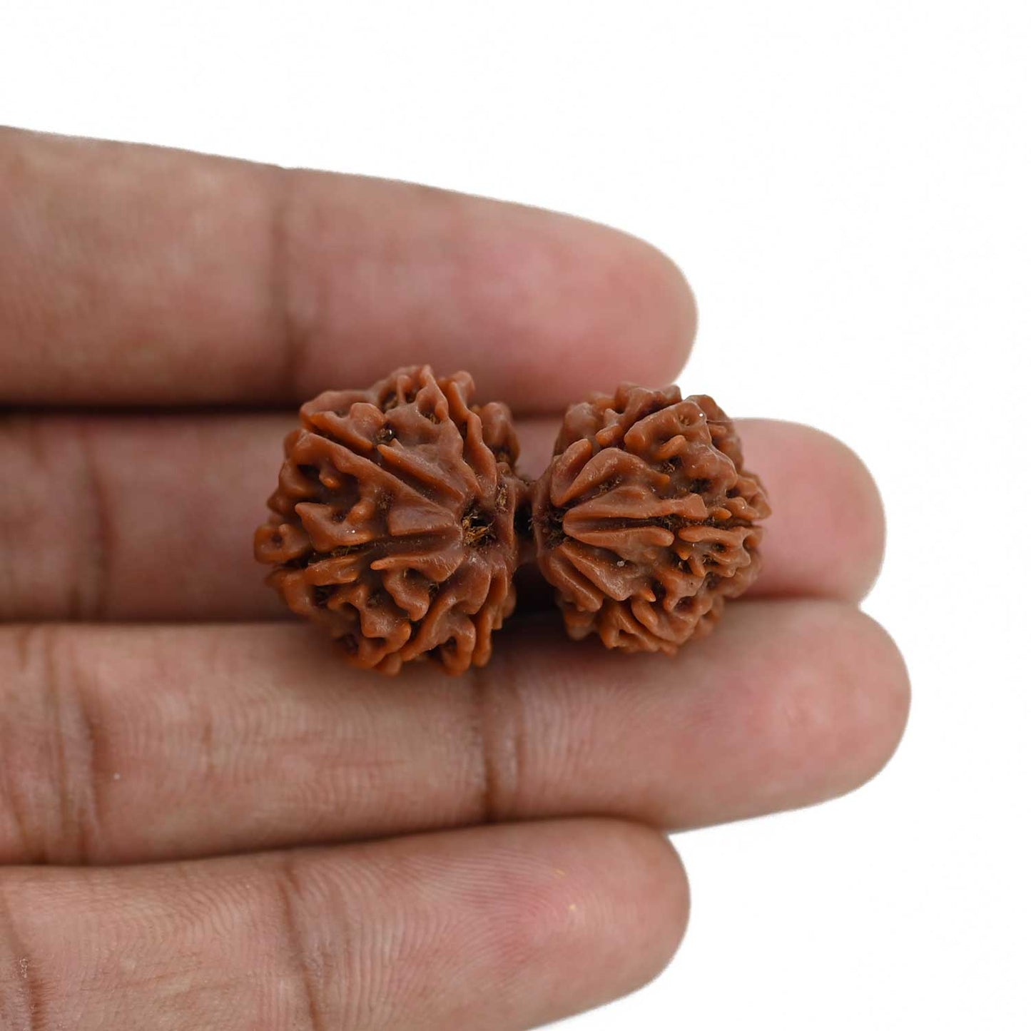 Natural 8 Mukhi (Eight Mukhi) Gauri Shankar Rudraksha (Nepal) GJSPC Certified 32.16 M.M.
