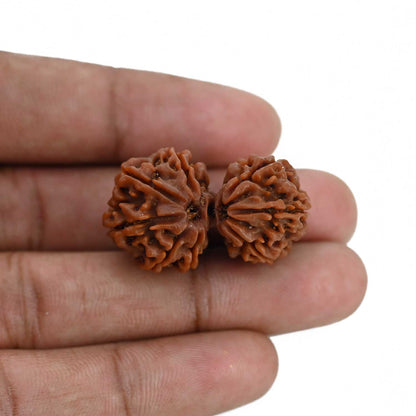 Natural 8 Mukhi (Eight Mukhi) Gauri Shankar Rudraksha (Nepal) GJSPC Certified 32.16 M.M.