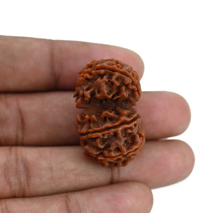 Natural 8 Mukhi (Eight Mukhi) Gauri Shankar Rudraksha (Nepal) GJSPC Certified 32.16 M.M.