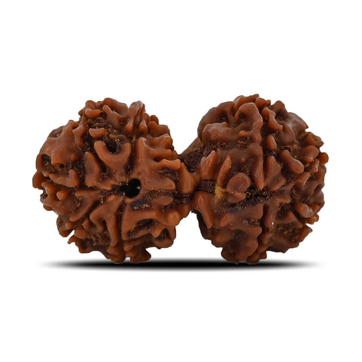 Natural 9 Mukhi (Nine Mukhi) Gauri Shankar Rudraksha (Nepal) GJSPC Certified 33.34 M.M.