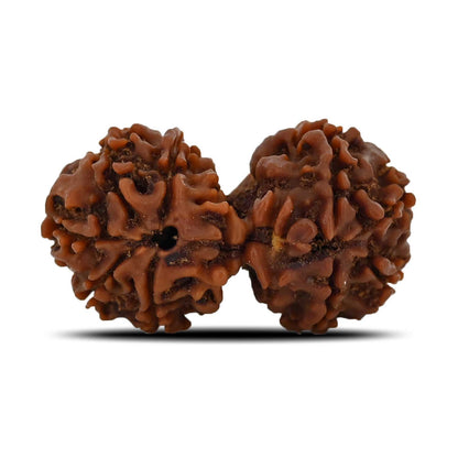 Natural 9 Mukhi (Nine Mukhi) Gauri Shankar Rudraksha (Nepal) GJSPC Certified 33.34 M.M.