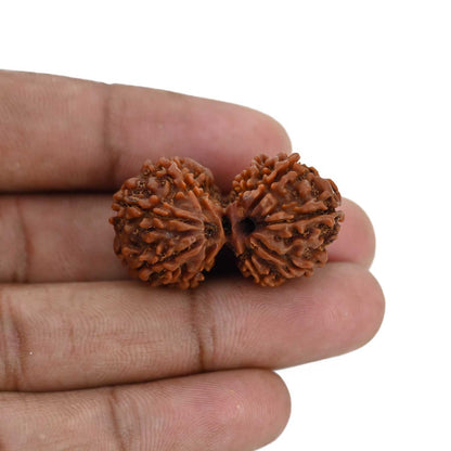 Natural 9 Mukhi (Nine Mukhi) Gauri Shankar Rudraksha (Nepal) GJSPC Certified 33.34 M.M.