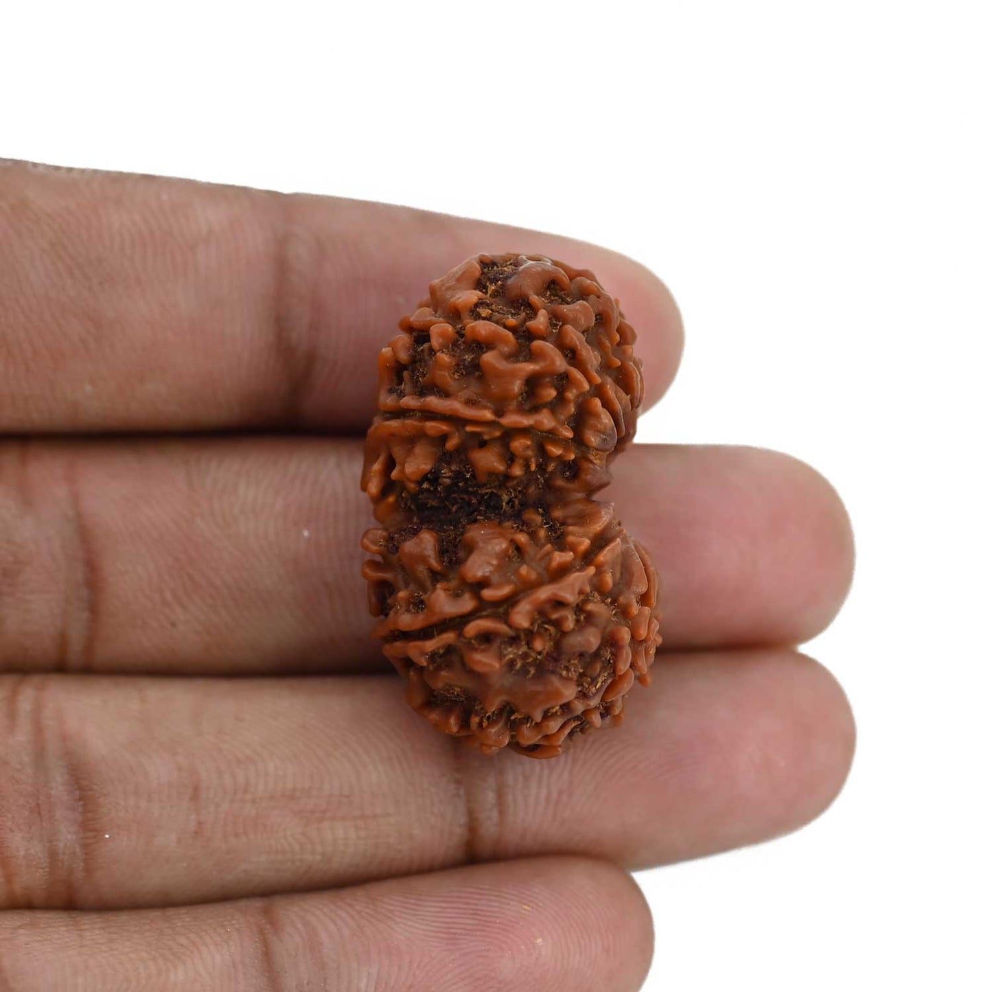 Natural 9 Mukhi (Nine Mukhi) Gauri Shankar Rudraksha (Nepal) GJSPC Certified 33.34 M.M.