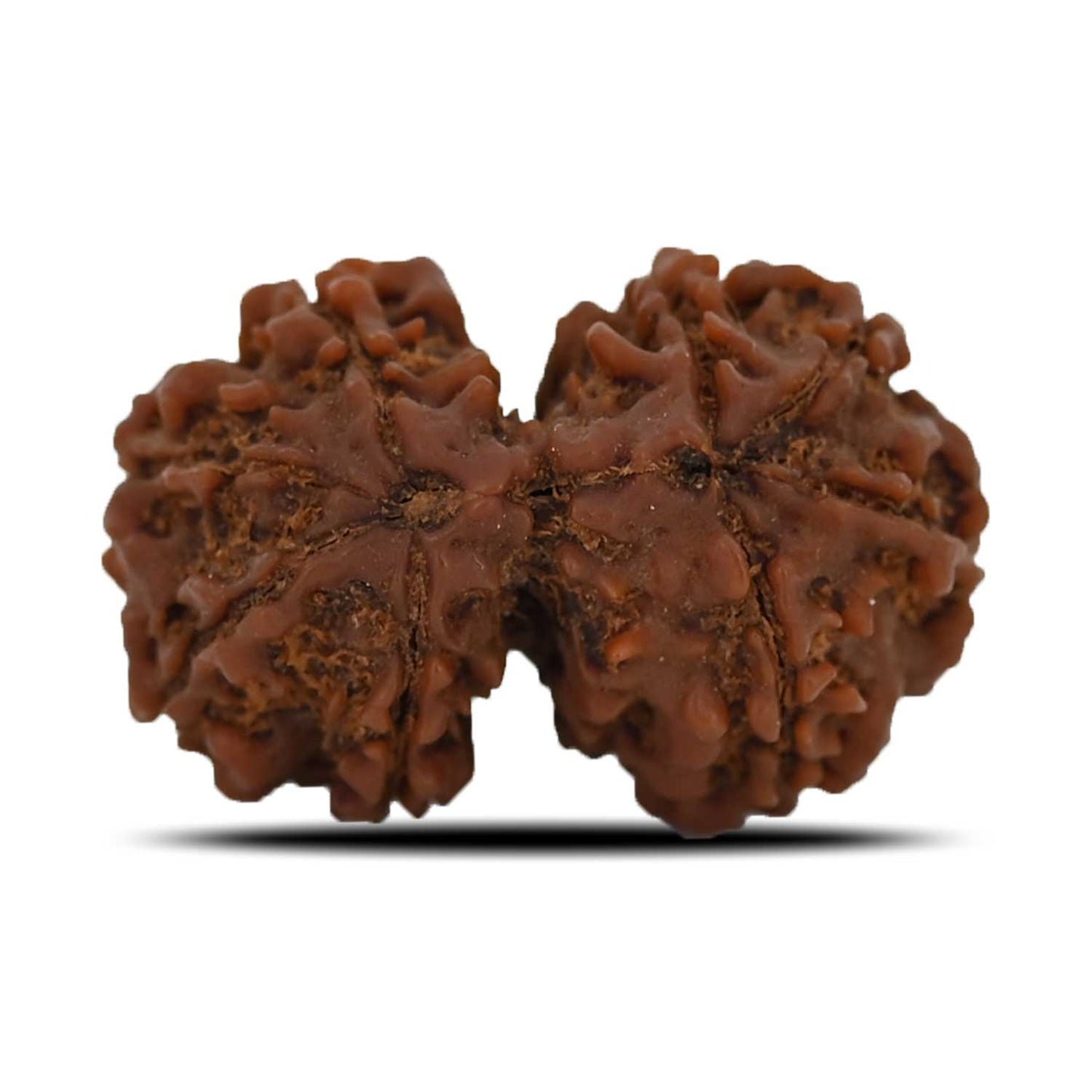 Natural 8 Mukhi (Eight Mukhi) Gauri Shankar Rudraksha (Nepal) GJSPC Certified 27.47 M.M.