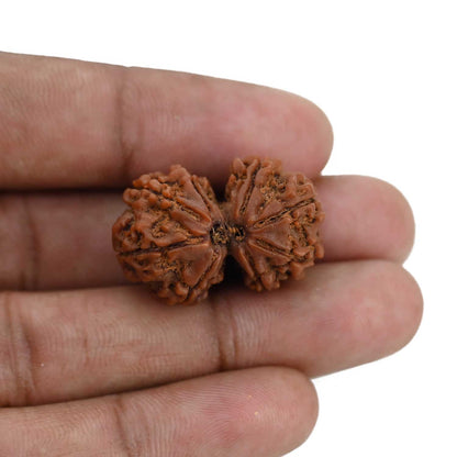 Natural 8 Mukhi (Eight Mukhi) Gauri Shankar Rudraksha (Nepal) GJSPC Certified 27.47 M.M.