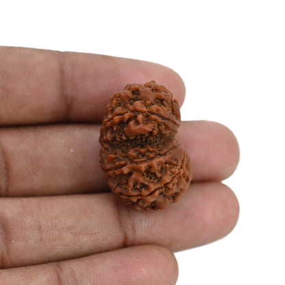 Natural 8 Mukhi (Eight Mukhi) Gauri Shankar Rudraksha (Nepal) GJSPC Certified 27.47 M.M.