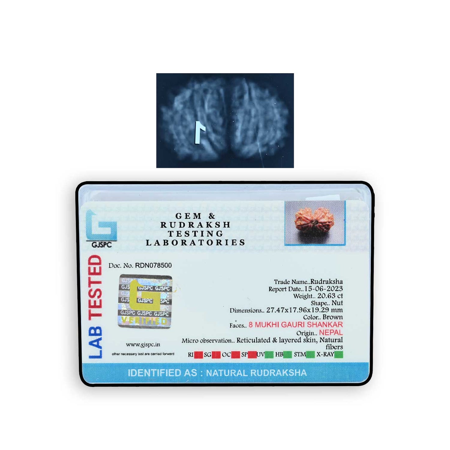 Natural 8 Mukhi (Eight Mukhi) Gauri Shankar Rudraksha (Nepal) GJSPC Certified 27.47 M.M.