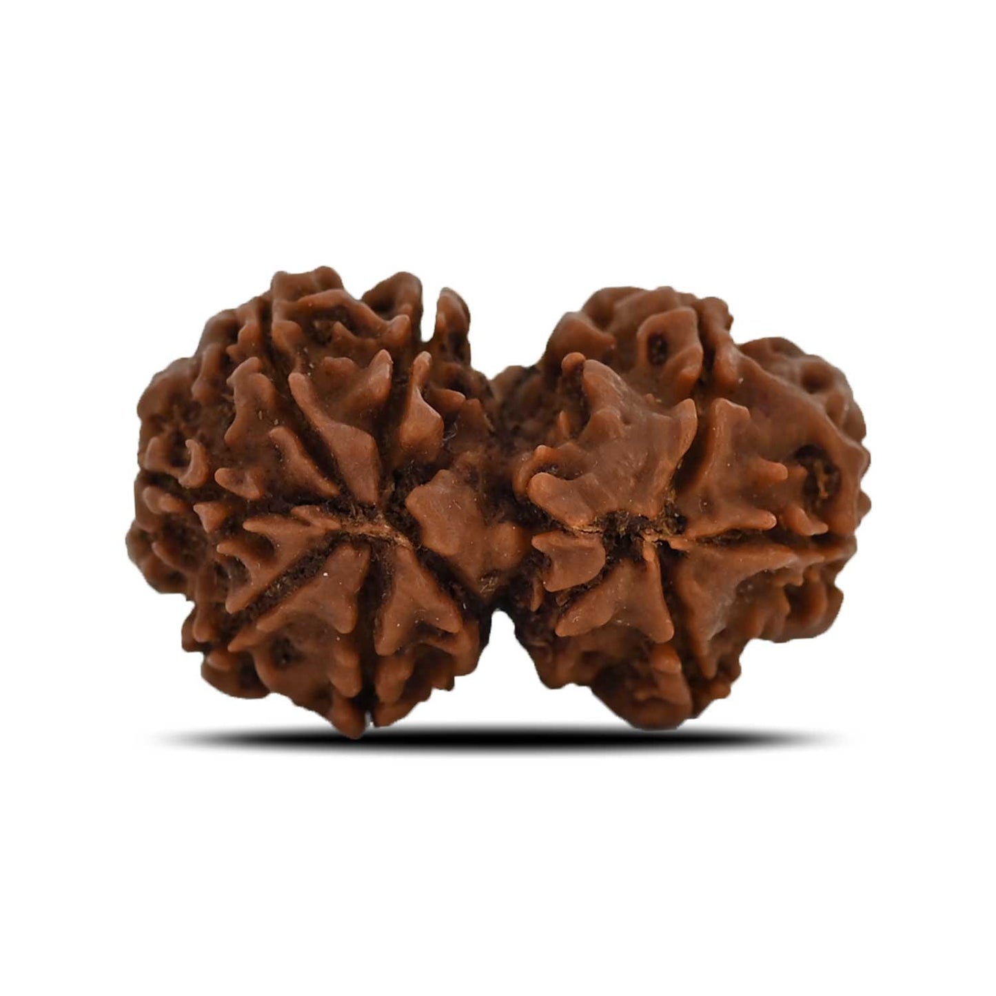 Natural 8 Mukhi (Eight Mukhi) Gauri Shankar Rudraksha (Nepal) GJSPC Certified 28.6 M.M.