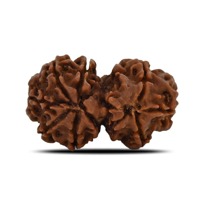 Natural 8 Mukhi (Eight Mukhi) Gauri Shankar Rudraksha (Nepal) GJSPC Certified 28.6 M.M.