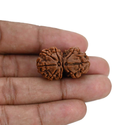 Natural 8 Mukhi (Eight Mukhi) Gauri Shankar Rudraksha (Nepal) GJSPC Certified 28.6 M.M.