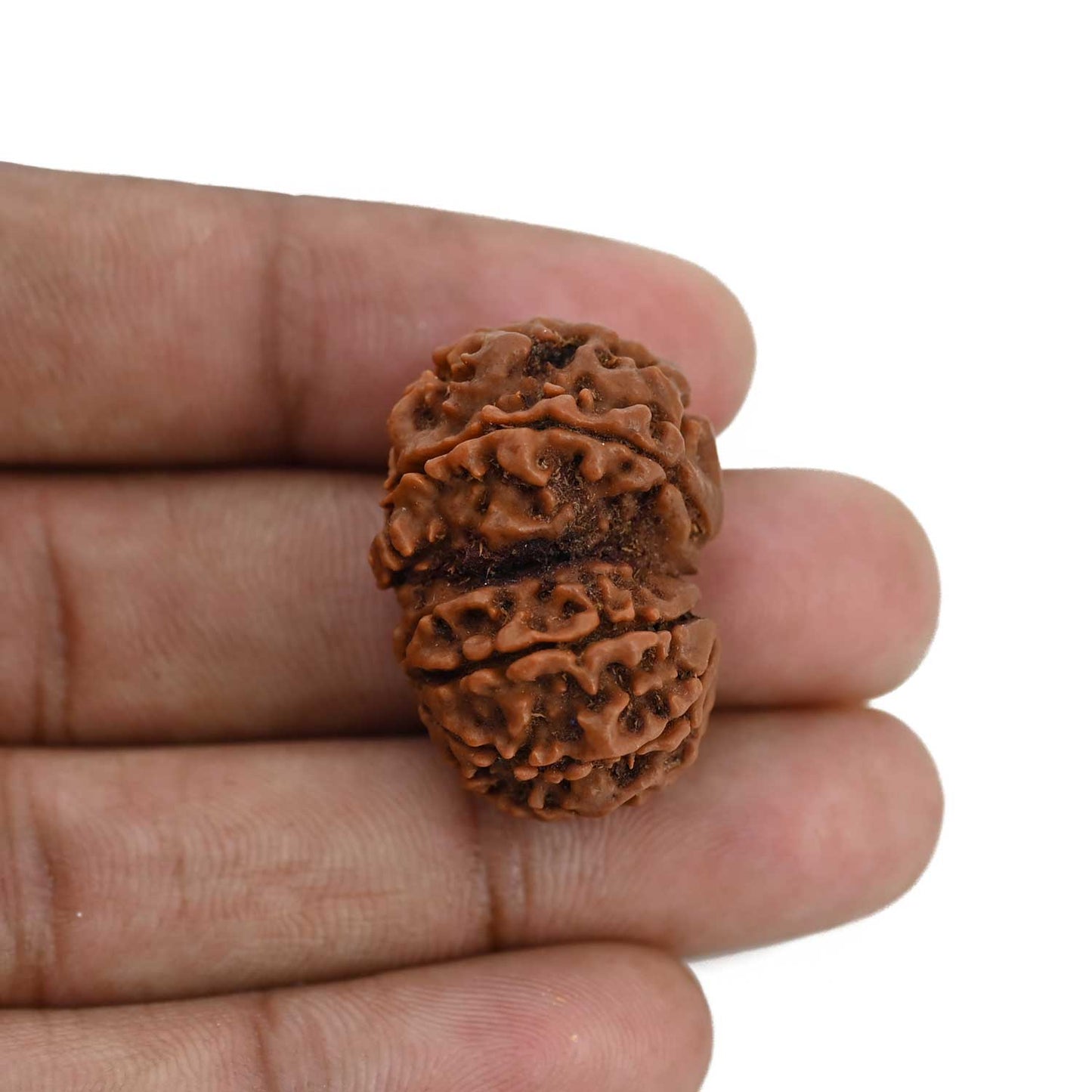 Natural 8 Mukhi (Eight Mukhi) Gauri Shankar Rudraksha (Nepal) GJSPC Certified 28.6 M.M.