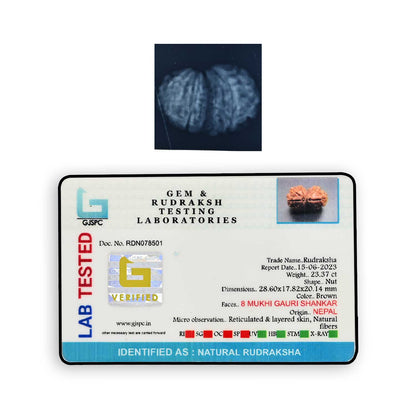 Natural 8 Mukhi (Eight Mukhi) Gauri Shankar Rudraksha (Nepal) GJSPC Certified 28.6 M.M.