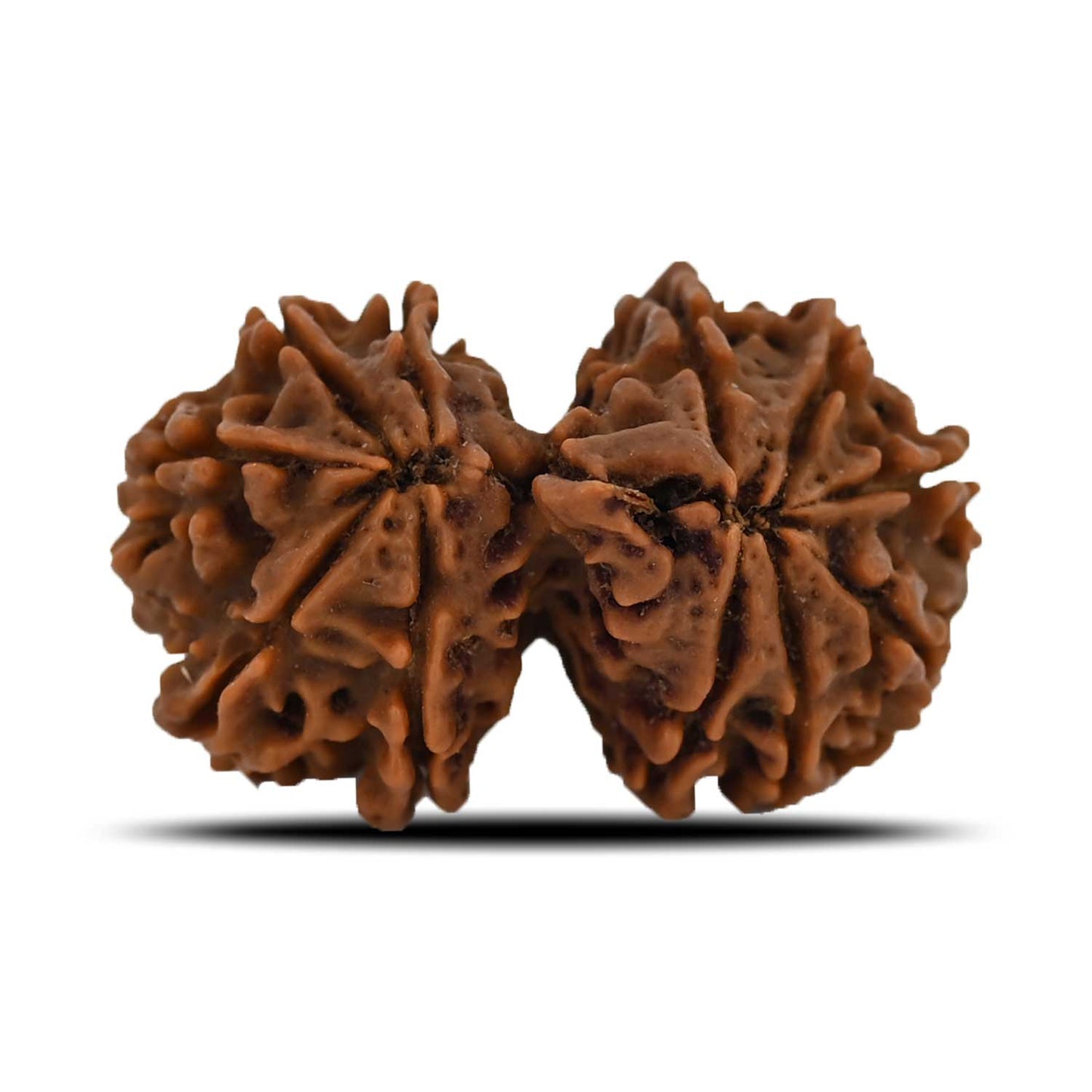 Natural 11 Mukhi (Elevan Mukhi) Gauri Shankar Rudraksha (Nepal) GJSPC Certified 30.25 M.M.