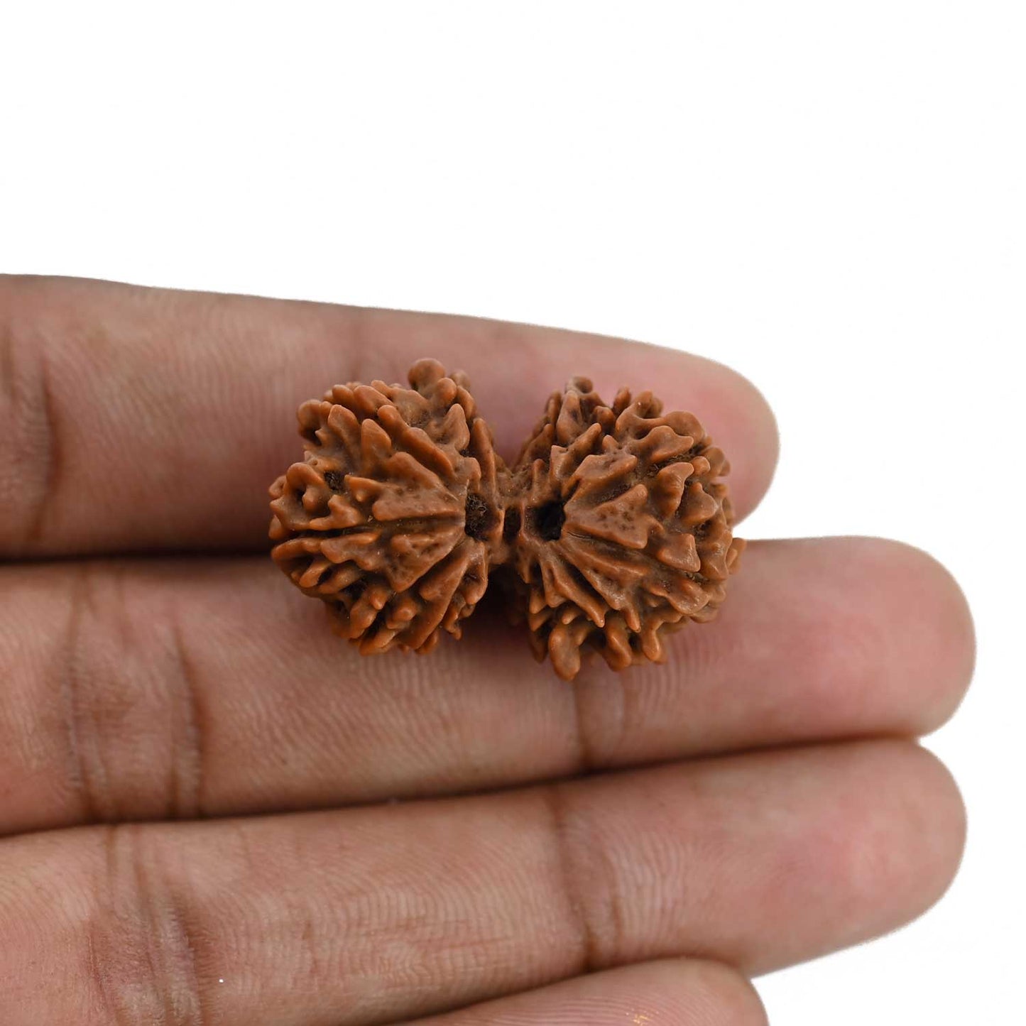 Natural 11 Mukhi (Elevan Mukhi) Gauri Shankar Rudraksha (Nepal) GJSPC Certified 30.25 M.M.