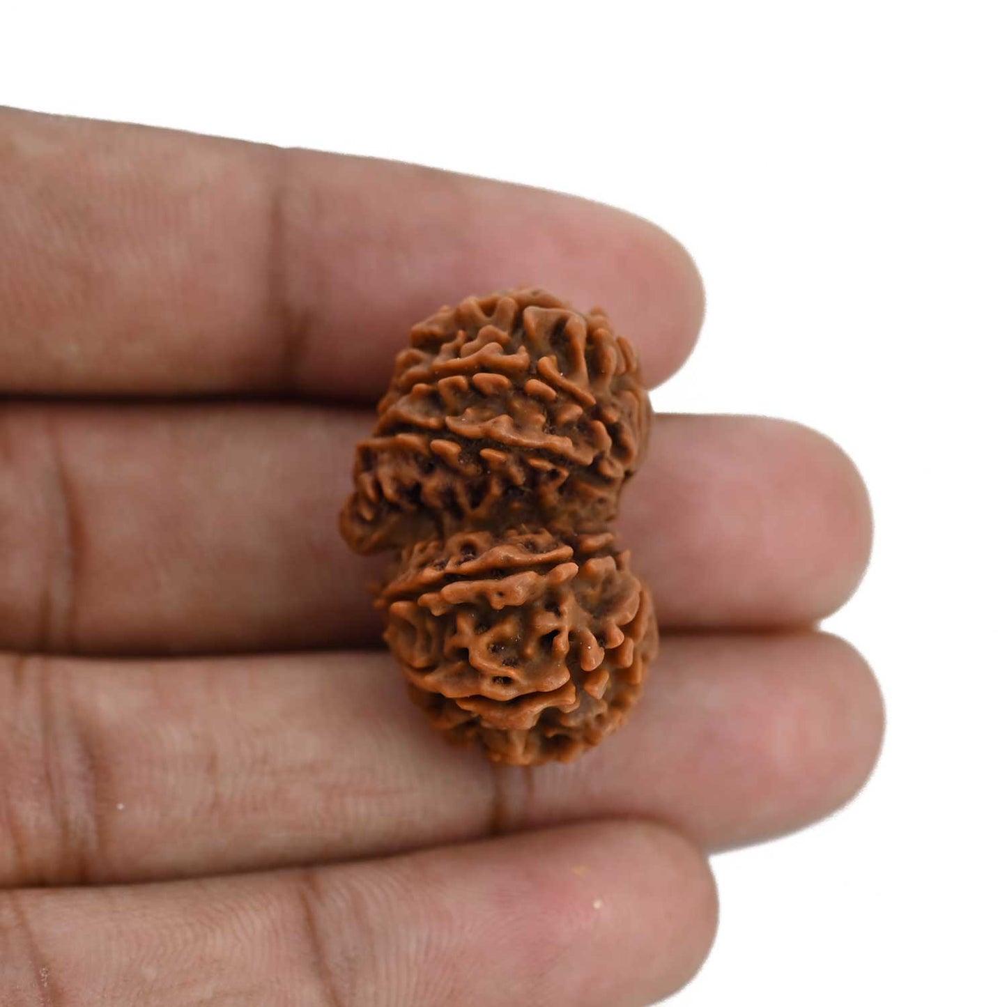 Natural 11 Mukhi (Elevan Mukhi) Gauri Shankar Rudraksha (Nepal) GJSPC Certified 30.25 M.M.