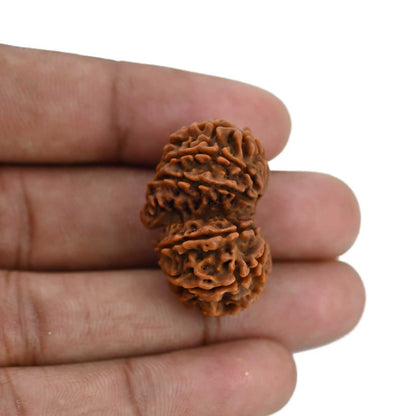 Natural 11 Mukhi (Elevan Mukhi) Gauri Shankar Rudraksha (Nepal) GJSPC Certified 30.25 M.M.