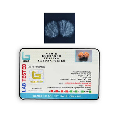 Natural 11 Mukhi (Elevan Mukhi) Gauri Shankar Rudraksha (Nepal) GJSPC Certified 30.25 M.M.