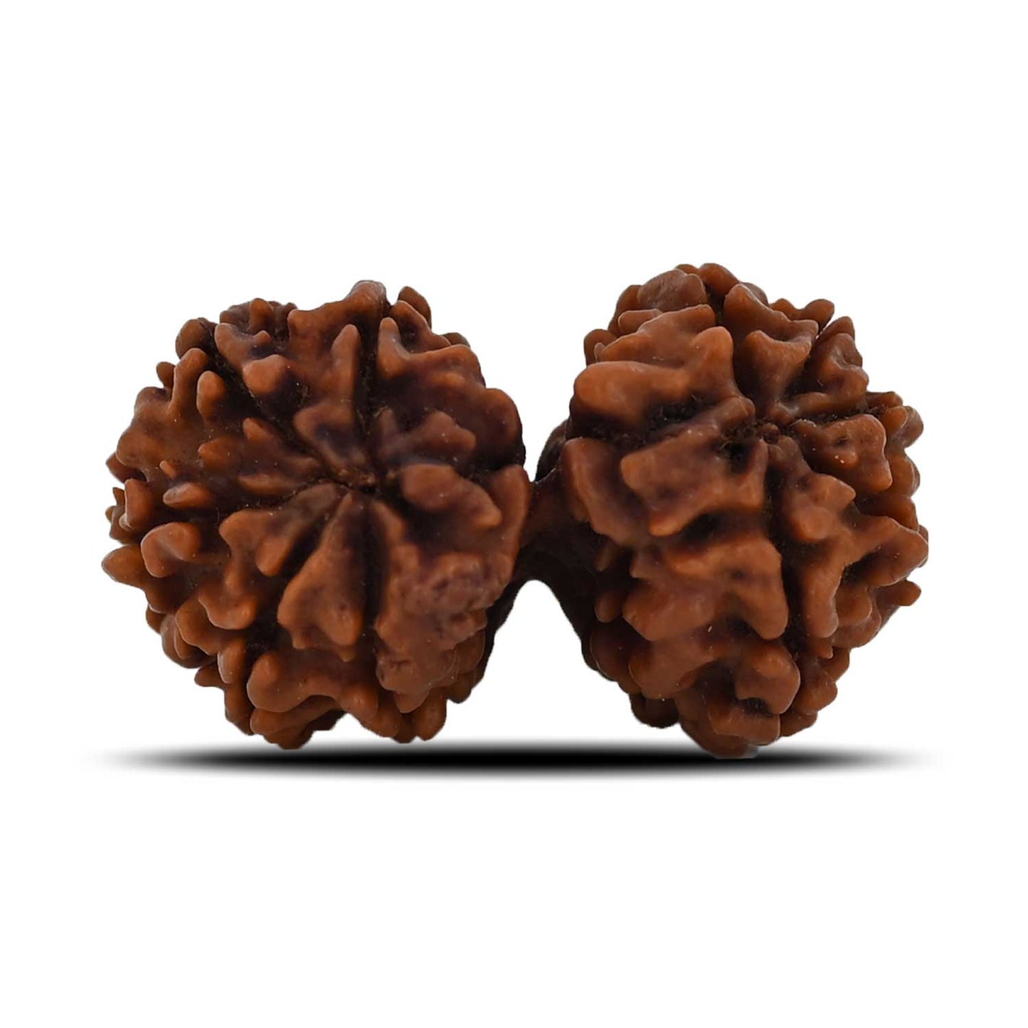 Natural 11 Mukhi (Elevan Mukhi) Gauri Shankar Rudraksha (Nepal) GJSPC Certified 33.26 M.M.