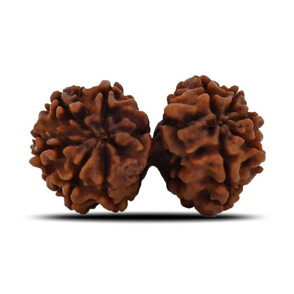 Natural 11 Mukhi (Elevan Mukhi) Gauri Shankar Rudraksha (Nepal) GJSPC Certified 33.26 M.M.