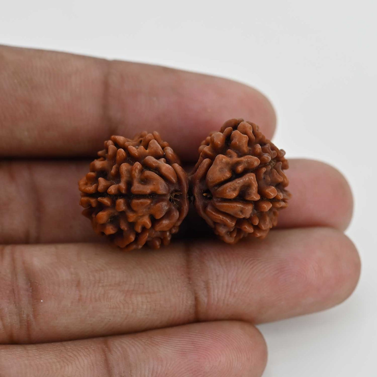 Natural 11 Mukhi (Elevan Mukhi) Gauri Shankar Rudraksha (Nepal) GJSPC Certified 33.26 M.M.