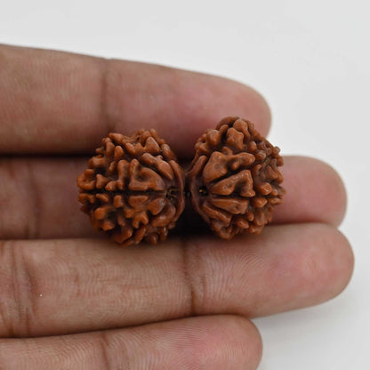 Natural 11 Mukhi (Elevan Mukhi) Gauri Shankar Rudraksha (Nepal) GJSPC Certified 33.26 M.M.