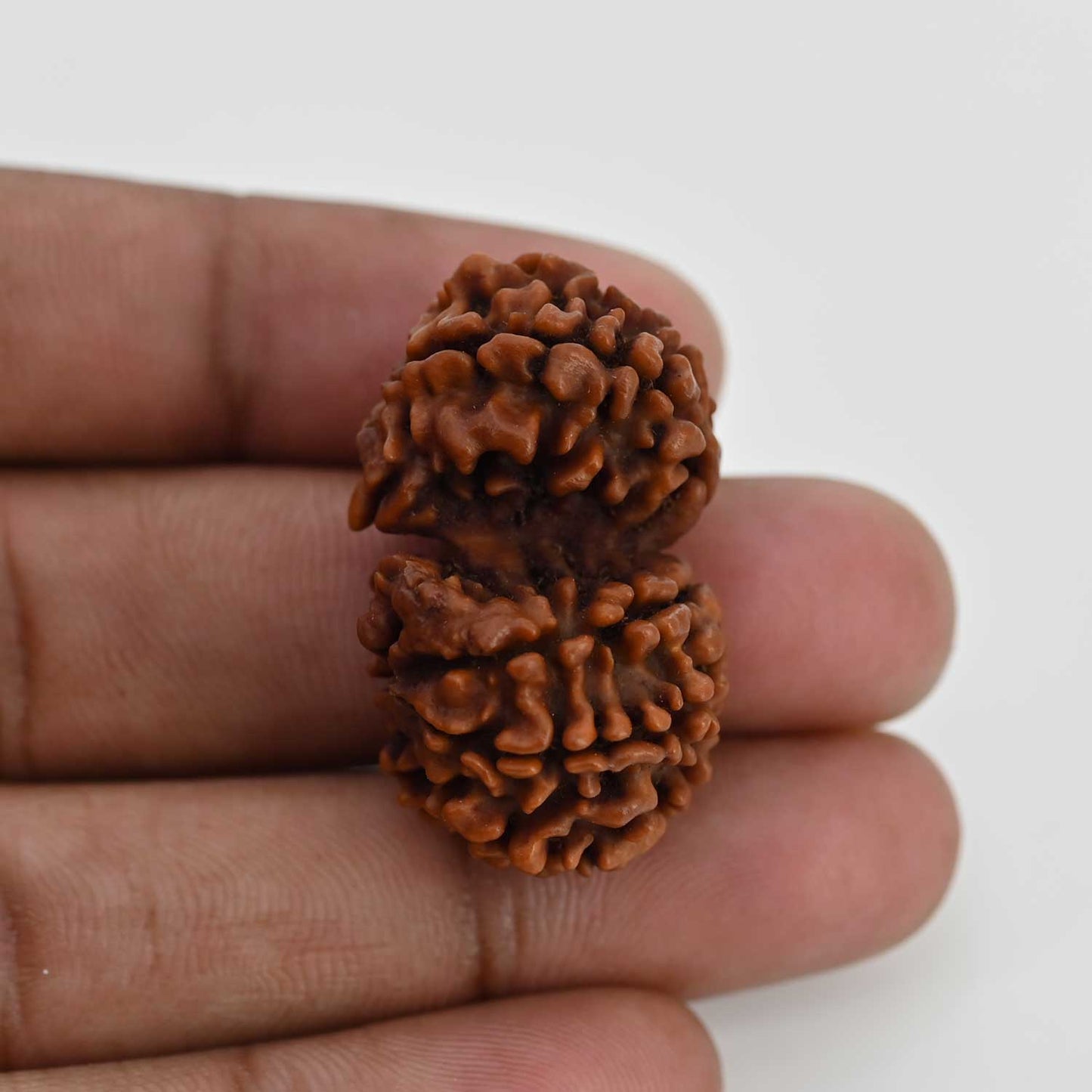Natural 11 Mukhi (Elevan Mukhi) Gauri Shankar Rudraksha (Nepal) GJSPC Certified 33.26 M.M.