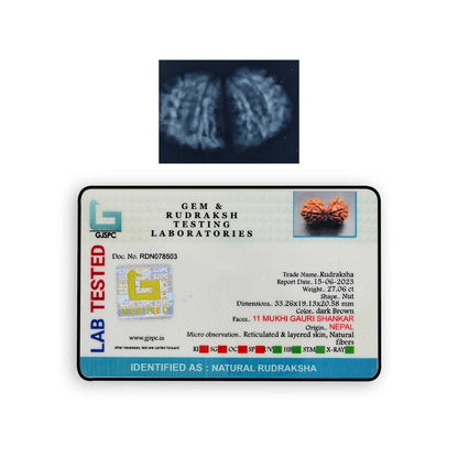 Natural 11 Mukhi (Elevan Mukhi) Gauri Shankar Rudraksha (Nepal) GJSPC Certified 33.26 M.M.