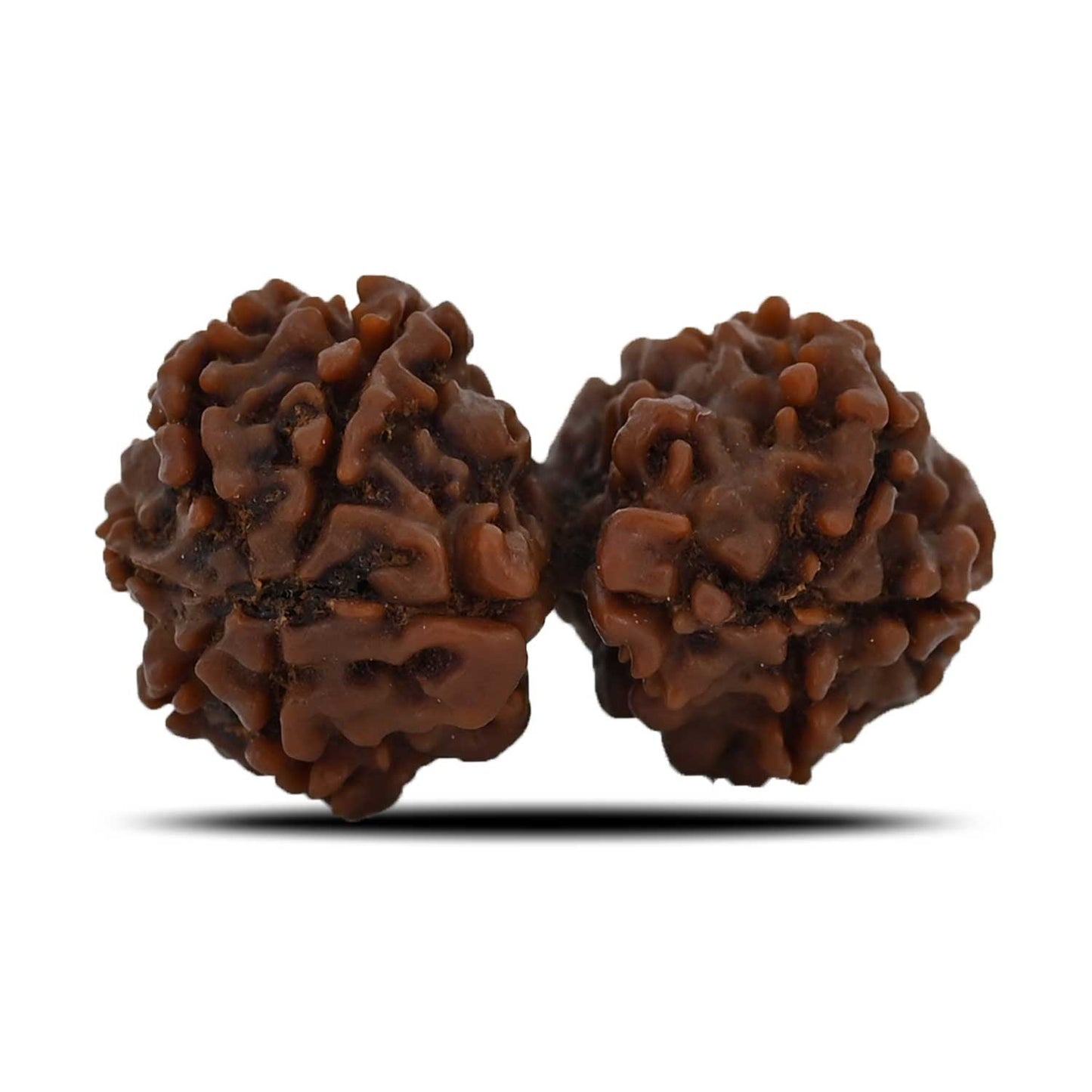 Natural 8 Mukhi (Eight Mukhi) Gauri Shankar Rudraksha (Nepal) GJSPC Certified 33.15 M.M.