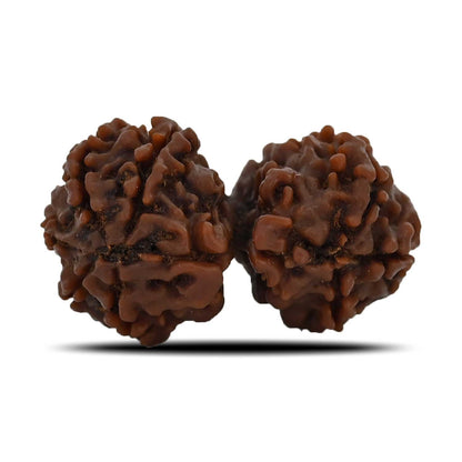 Natural 8 Mukhi (Eight Mukhi) Gauri Shankar Rudraksha (Nepal) GJSPC Certified 33.15 M.M.